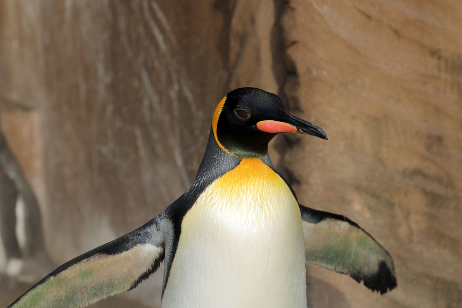 東山動物園でオウサマペンギンがめっちゃかわいかった♪